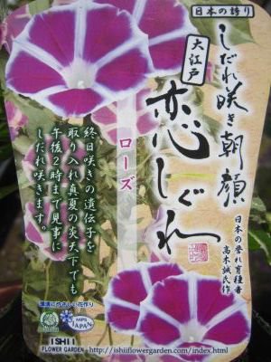 吊下げて楽しむ朝顔 しだれ咲き朝顔 大江戸恋しぐれ ローズ 花の館webshop フクシア100種 エンジェルストランペットなど生産苗を販売ー