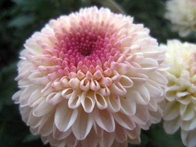 可愛らしいポットマム ティエラ ピンク 5号鉢 花の館webshop フクシア100種 エンジェルストランペットなど生産苗を販売ー