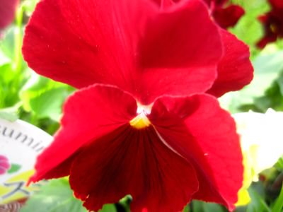 パンジー よく咲くすみれ クランベリー 花の館webshop フクシア100種 エンジェルストランペットなど生産苗を販売ー