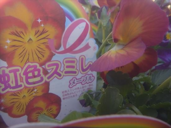 パンジー 虹色スミレ メープル - 花の館webshop本店 －フクシア等花卉