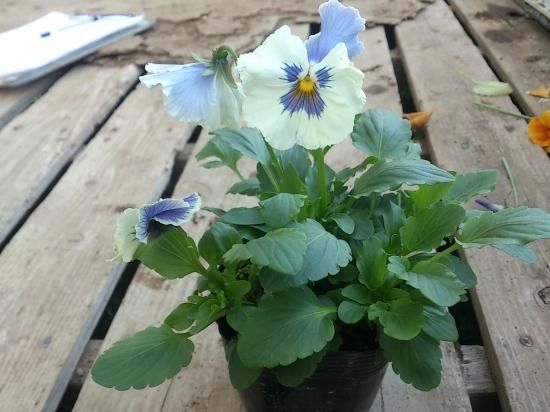 パンジー マリア ブルーオーシャン - 花の館webshop本店 －フクシア等