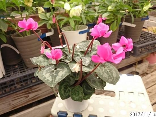 八重咲きミニシクラメン チモ 花の館webshop フクシア100種 エンジェルストランペットなど生産苗を販売ー 八重咲きミニシクラメン チモ 花の館webshop フクシア100種 エンジェルストランペットなど生産苗を販売ー