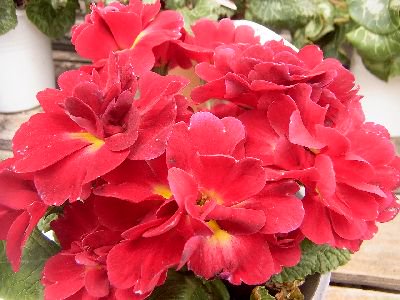 完全八重咲きプリムラポリアンサ プリムネーション 花の館webshop フクシア100種 エンジェルストランペットなど生産苗を販売ー