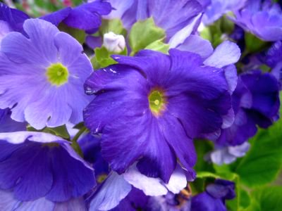 可愛らしい花姿 プリムラ オブコニカ ブルー 5号鉢 花の館webshop フクシア100種 エンジェルストランペットなど生産苗を販売ー
