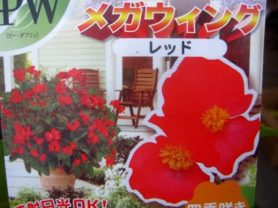 特選メーカー苗 抜群に育てやすい植物 大輪ベゴニア メガウィング レッド 3 5号 花の館webshop フクシア100種 エンジェルストランペットなど生産苗を販売ー