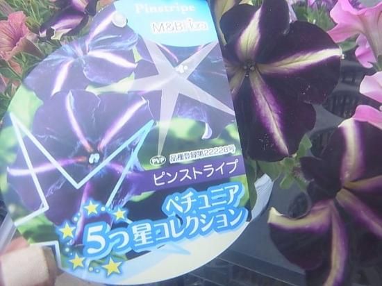 花苗 五つ星セレクション ペチュニア 苗 花の館webshop フクシア100種 エンジェルストランペットなど生産苗を販売ー