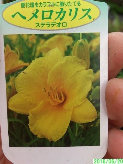 宿根草・多年草 【夏の花】 ヘメロカリス 各色 - 花の館webshop