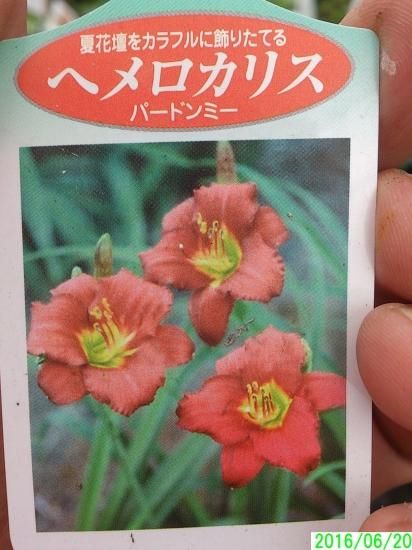 商品一覧・注文：ヘメロカリス通信販売 花さかじじいネット
