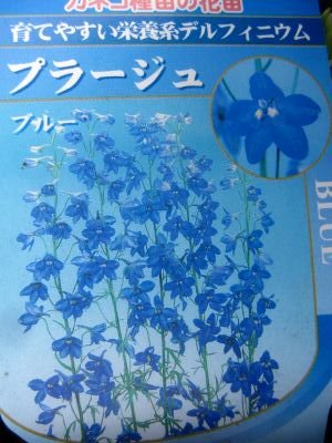 人気のブルー花 デルフィニウム プラージュ 3号苗 花の館webshop フクシア100種 エンジェルストランペットなど生産苗を販売ー