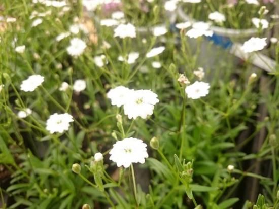 宿根草多年草 シレネ アルペストリス 苗 花の館webshop フクシア100種 エンジェルストランペットなど生産苗を販売ー 宿根草多年草 シレネ アルペストリス 苗 花の館webshop フクシア100種 エンジェルストランペットなど生産苗を販売ー