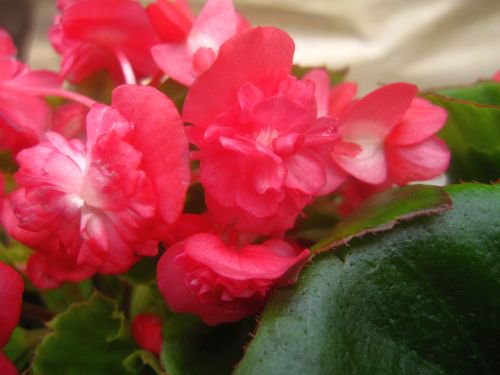 かわいい八重咲き ベゴニア パソダブルシリーズ 3 5号 花の館webshop フクシア100種 エンジェルストランペットなど生産苗を販売ー