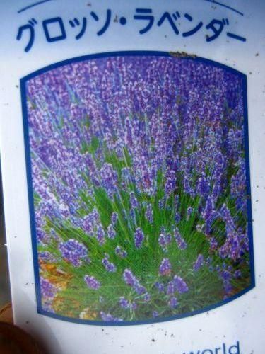 宿根草多年草 香りも素敵 グロッソ ラベンダー 苗 花の館webshop フクシア100種 エンジェルストランペットなど生産苗を販売ー 宿根草多年草 香りも素敵 グロッソ ラベンダー 苗 花の館webshop フクシア100種 エンジェルストランペットなど生産苗を販売ー