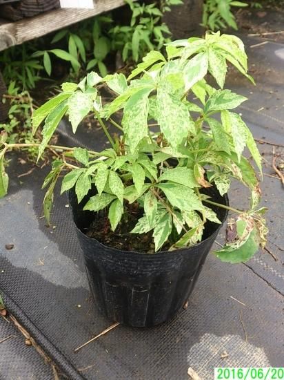 宿根草多年草 ヘンリーヅタ斑入り 苗 - 花の館webshop本店 －フクシア