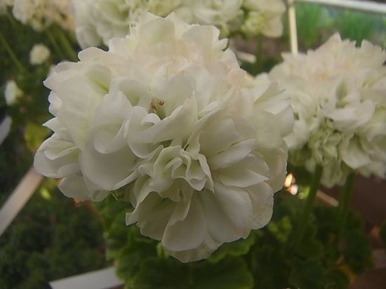 珍しい八重花 ヨーロピアンゼラニウム 白花 5号鉢 花の館webshop フクシア100種 エンジェルストランペットなど生産苗を販売ー