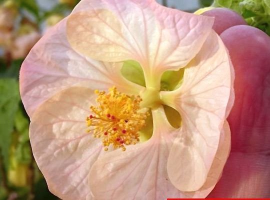 花の館オリジナル ピンクパラソル 花の館webshop フクシア100種 エンジェルストランペットなど生産苗を販売ー