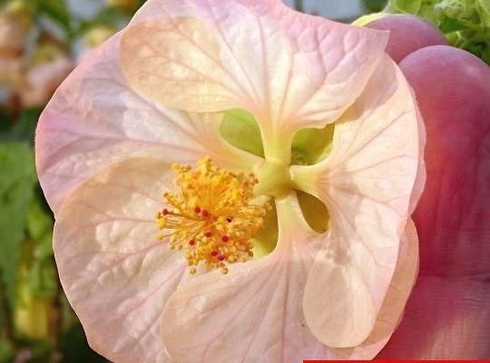 花の館オリジナル ピンクパラソル 花の館webshop フクシア100種 エンジェルストランペットなど生産苗を販売ー 花の館オリジナル ピンクパラソル 花の館webshop フクシア100種 エンジェルストランペットなど生産苗を販売ー