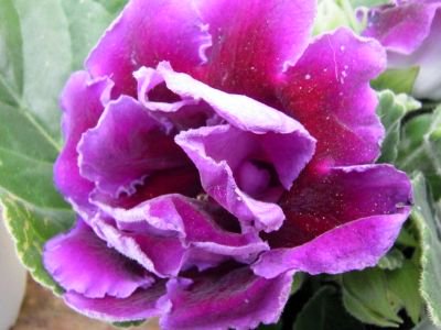 室内園芸の女王 グロキシニア 紫 ４号鉢 花の館webshop フクシア100種 エンジェルストランペットなど生産苗を販売ー