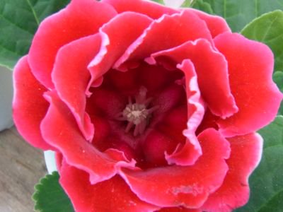 室内園芸の女王 グロキシニア 赤 ４号鉢 花の館webshop フクシア100種 エンジェルストランペットなど生産苗を販売ー