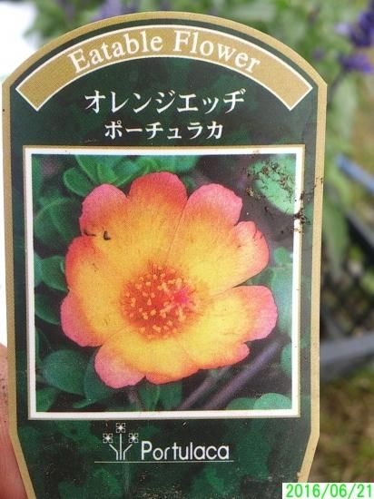 花苗 猛暑に負けない ポーチュラカ 3 5号 花の館webshop フクシア100種 エンジェルストランペットなど生産苗を販売ー 花苗 猛暑に負けない ポーチュラカ 3 5号 花の館webshop フクシア100種 エンジェルストランペットなど生産苗を販売ー