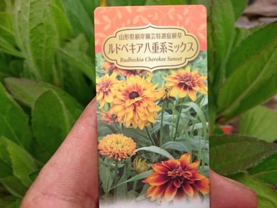 宿根草多年草 ルドベキア 苗 - 花の館webshop本店 －フクシア等花卉 ...