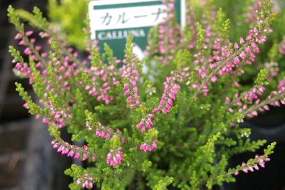 乾燥に強い カルーナ 緑葉ピンク花 3号苗 花の館webshop フクシア100種 エンジェルストランペットなど生産苗を販売ー