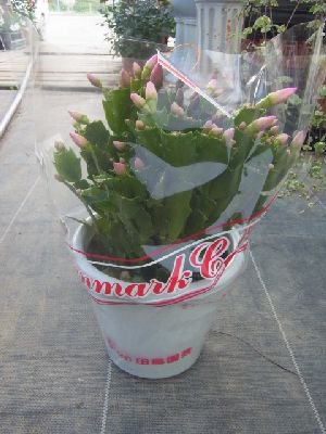 冬の代表花 デンマークカクタス カミーラ 5号鉢 花の館webshop フクシア100種 エンジェルストランペットなど生産苗を販売ー