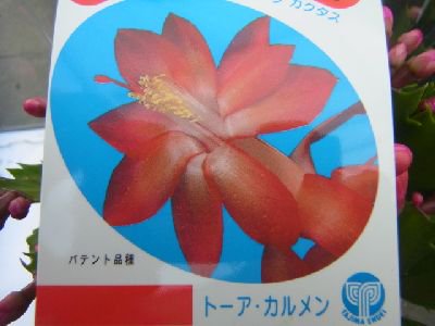 冬の代表花 デンマークカクタス トーア カルメン 5号鉢 花の館webshop フクシア100種 エンジェルストランペットなど生産苗を販売ー