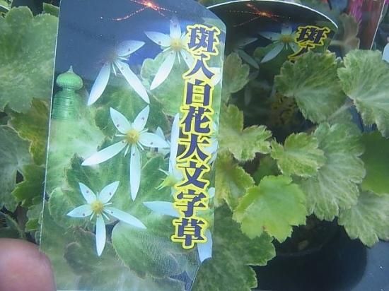 宿根草多年草 人気の山野草 ダイモンジソウ 各色 花の館webshop フクシア100種 エンジェルストランペットなど生産苗を販売ー