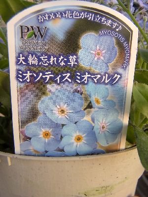 大輪忘れな草】 ミオソティス ミオマルク 4号鉢 - 花の館webshop本店