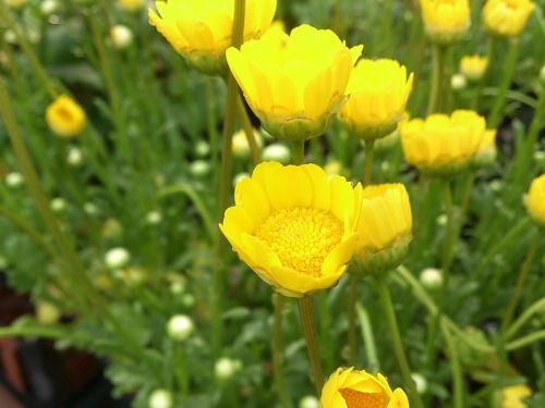 花苗 春の花 ムルチコーレ 花の館webshop フクシア100種 エンジェルストランペットなど生産苗を販売ー 花苗 春の花 ムルチコーレ 花の館webshop フクシア100種 エンジェルストランペットなど生産苗を販売ー