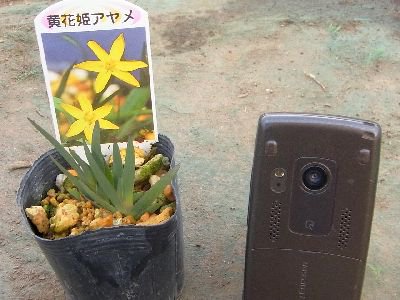 野草の趣き 黄花姫アヤメ 2 5号苗 花の館webshop フクシア100種 エンジェルストランペットなど生産苗を販売ー