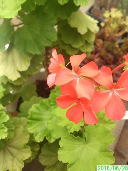 【利益還元祭】開催中！今年最後の大セール 鉢花 【育てやすい植物超定番】 5号鉢 カラーリーフ ゼラニウム 果菜
