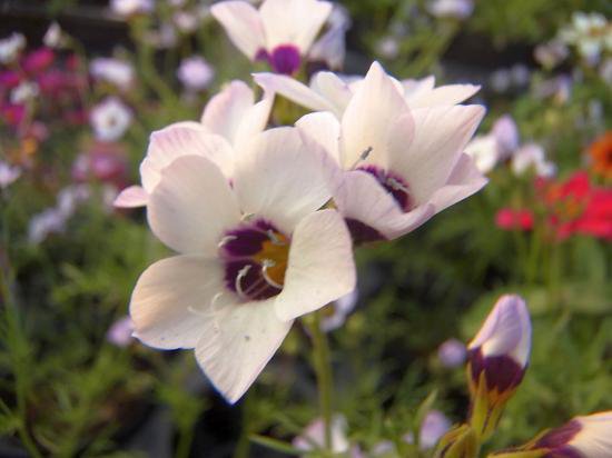 趣のある花 ギリア トリコロール 花の館webshop フクシア100種 エンジェルストランペットなど生産苗を販売ー