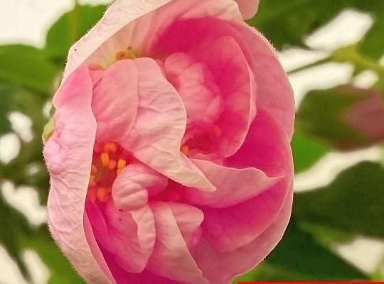 八重咲き ヴィクトリアン レディ 花の館webshop フクシア100種 エンジェルストランペットなど生産苗を販売ー 八重咲き ヴィクトリアン レディ 花の館webshop フクシア100種 エンジェルストランペットなど生産苗を販売ー