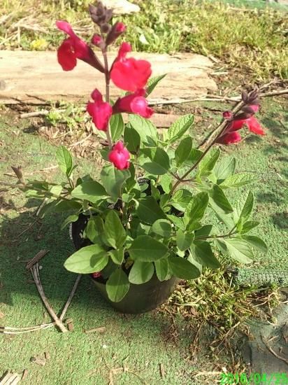 花苗 【香りよく開花期長い】 チェリーセージ（サルビア・ヤメンシス