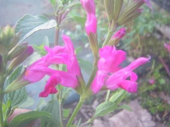 花苗 【香りよく開花期長い】 チェリーセージ（サルビア・ヤメンシス