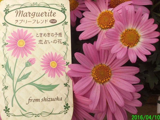 花苗 【1株で大株に！】 マーガレット 静岡県育成シリーズ - 花の館