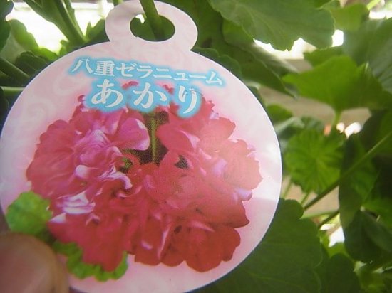 鉢花 【美しい色合い】 八重咲きゼラニウム あかり 5号鉢 - 花の館webshop本店 －フクシア等花卉ハロウィンかぼちゃホップ苗生産販売ー