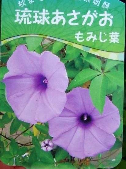 秋まで開花昼も花が閉じない！】 琉球あさがお もみじ葉 3.5号