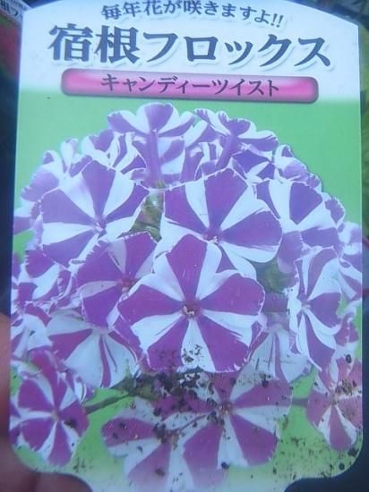 宿根草多年草 非常に強健 宿根フロックス 花の館webshop フクシア100種 エンジェルストランペットなど生産苗を販売ー 宿根草多年草 非常に強健 宿根フロックス 花の館webshop フクシア100種 エンジェルストランペットなど生産苗を販売ー