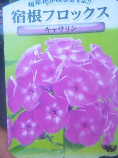 宿根草多年草 非常に強健 宿根フロックス 花の館webshop フクシア100種 エンジェルストランペットなど生産苗を販売ー 宿根草多年草 非常に強健 宿根フロックス 花の館webshop フクシア100種 エンジェルストランペットなど生産苗を販売ー