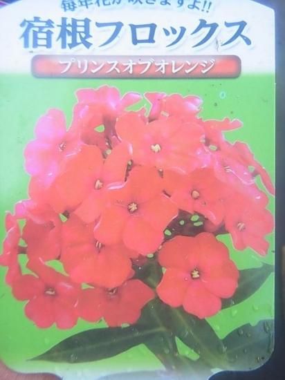 宿根草多年草 非常に強健 宿根フロックス 花の館webshop フクシア100種 エンジェルストランペットなど生産苗を販売ー 宿根草多年草 非常に強健 宿根フロックス 花の館webshop フクシア100種 エンジェルストランペットなど生産苗を販売ー