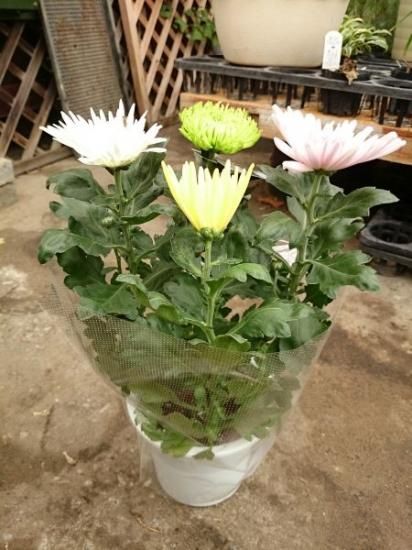 宿根草多年草 大輪菊 アナスタシア 3 4色ミックス 5号鉢 花の館webshop フクシア100種 エンジェルストランペットなど生産苗を販売ー 宿根草多年草 大輪菊 アナスタシア 3 4色ミックス 5号鉢 花の館webshop フクシア100種 エンジェルストランペットなど生産苗を販売ー