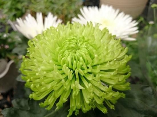 宿根草多年草 大輪菊 アナスタシア 3 4色ミックス 5号鉢 花の館webshop フクシア100種 エンジェルストランペットなど生産苗を販売ー 宿根草多年草 大輪菊 アナスタシア 3 4色ミックス 5号鉢 花の館webshop フクシア100種 エンジェルストランペットなど生産苗を販売ー