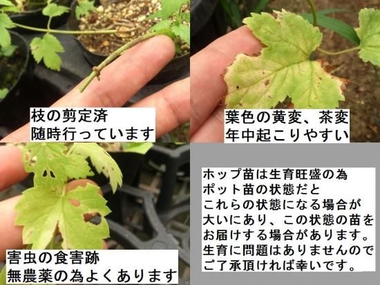 ホップ特大苗　『ザーツ』 ホップ苗 ザーツ | アロマホップ - 花の館webshop本店 －フクシア等