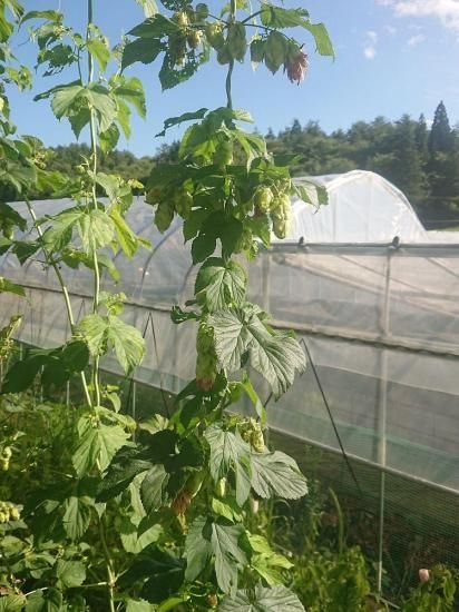 ホップ苗 ハラタウ