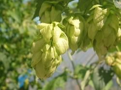 世界のホップ苗販売中