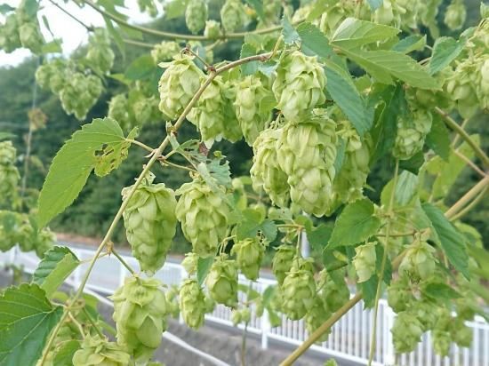 オータムロリホップ苗＊確認用 72al-2r.jpg