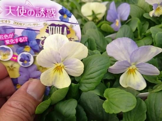 ビオラ 天使の誘惑 花の館webshop フクシア100種 エンジェルストランペットなど生産苗を販売ー