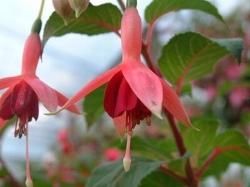 魅惑のフクシア 生産販売